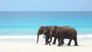 Elephant Beach