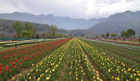 Srinagar Arrival