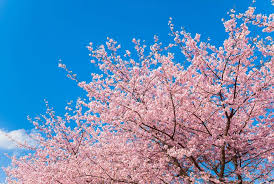 Cherry Blossoms